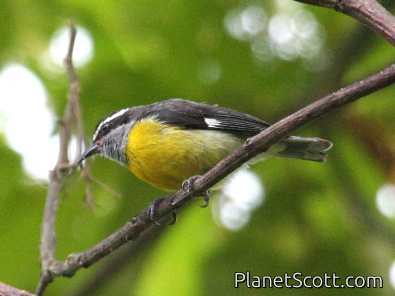 Bananaquit (Coereba flaveola)