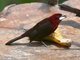 Silver-beaked Tanager (Ramphocelus carbo)
