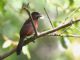 Silver-beaked Tanager (Ramphocelus carbo) 
