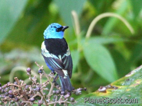 Blue-necked Tanager (Tangara cyanicollis)
