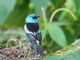 Blue-necked Tanager (Tangara cyanicollis) 