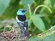 Blue-necked Tanager (Tangara cyanicollis)