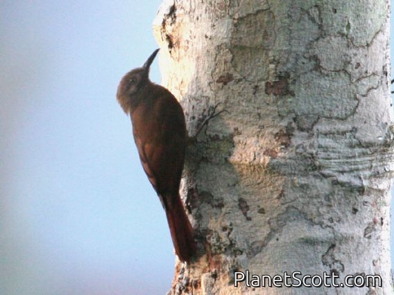 Plain-brown Woodcreeper (Dendrocincla fuliginosa)