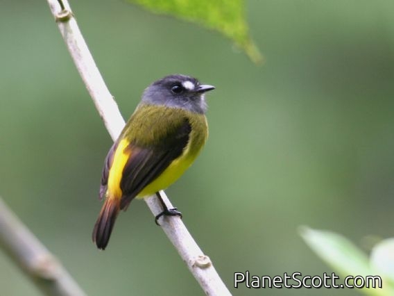 Ornate Flycatcher (Myiotriccus ornatus)