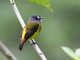 Ornate Flycatcher (Myiotriccus ornatus)