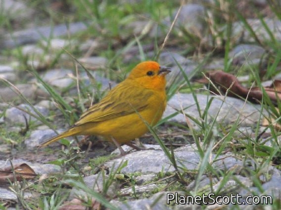Saffron Finch (Sicalis flaveola)