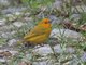 Saffron Finch (Sicalis flaveola)
