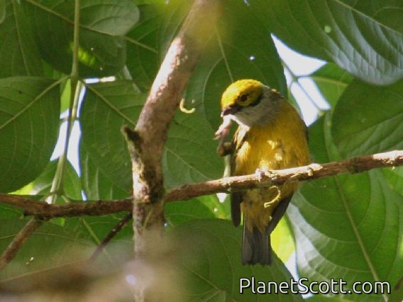 Silver-throated Tanager (Tangara icterocephala)