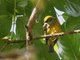 Silver-throated Tanager (Tangara icterocephala)
