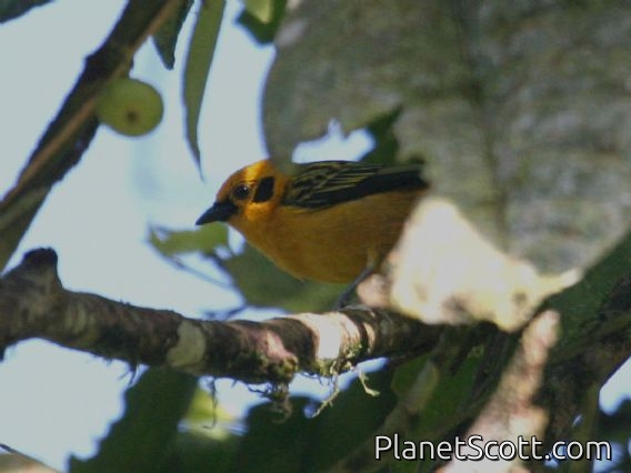 Golden Tanager (Tangara arthus)
