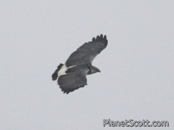 Variable Hawk (Geranoaetus polyosoma)
