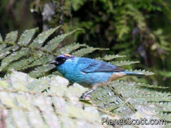 Golden-naped Tanager (Tangara ruficervix)