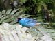 Golden-naped Tanager (Tangara ruficervix)