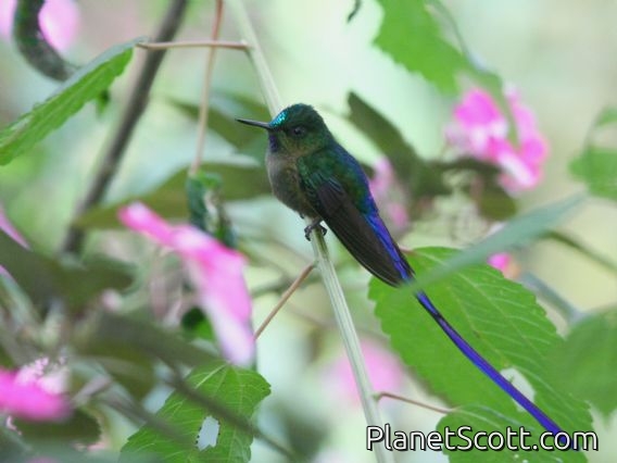 Violet-tailed Sylph (Aglaiocercus coelestis coelestis) Male
