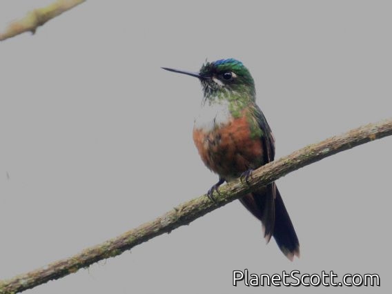 Violet-tailed Sylph (Aglaiocercus coelestis aethereus) Female