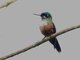 Violet-tailed Sylph (Aglaiocercus coelestis aethereus) Female