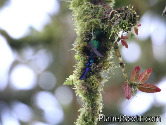 Violet-tailed Sylph (Aglaiocercus coelestis aethereus) At Nest