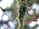 Violet-tailed Sylph (Aglaiocercus coelestis aethereus) At Nest