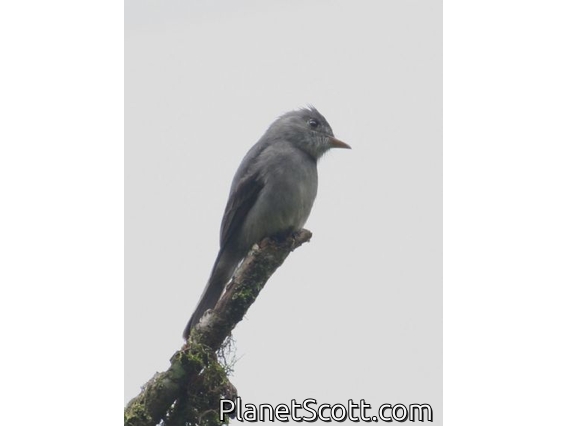 Smoke-colored Pewee (Contopus fumigatus)