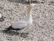 Cape Gannet, South Africa