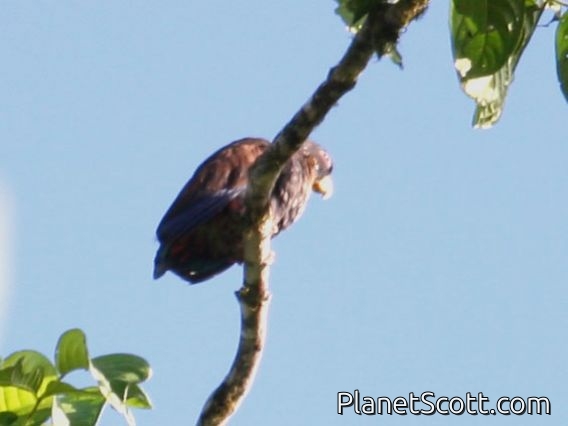 Bronze-winged Parrot (Pionus chalcopterus)