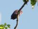 Bronze-winged Parrot (Pionus chalcopterus) 