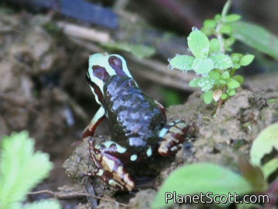 Anthony's Poison Frog (Epipedobates anthonyi)