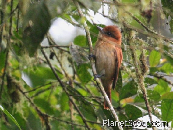 One-colored Becard (Pachyramphus homochrous)