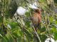 One-colored Becard (Pachyramphus homochrous) 