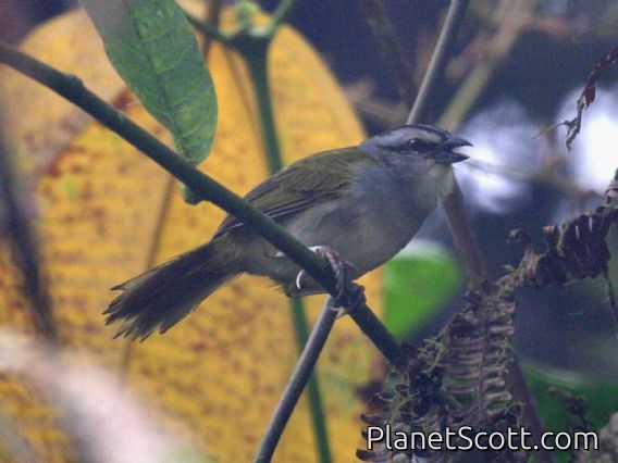 Black-striped Sparrow (Arremonops conirostris)