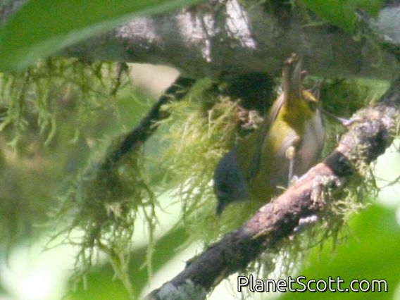 Blue-capped Tanager (Thraupis cyanocephala)