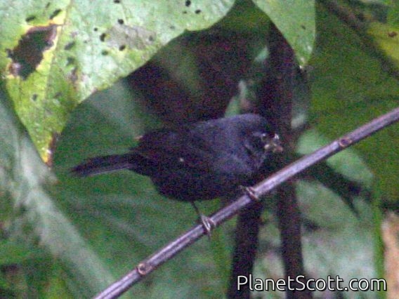 Thick-billed Seed-Finch (Sporophila funerea)