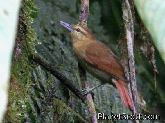 Russet Antshrike (Thamnistes anabatinus)