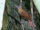 Russet Antshrike (Thamnistes anabatinus) 