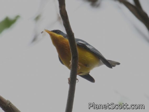 Tropical Parula (Parula pitiayumi)