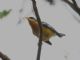 Tropical Parula (Parula pitiayumi) 