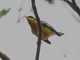 Tropical Parula (Parula pitiayumi)