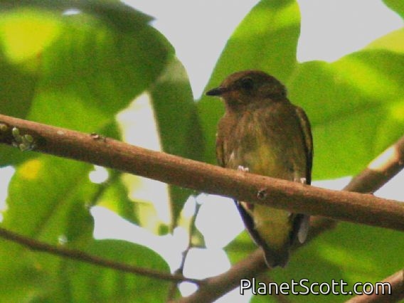 Club-winged Manakin (Machaeropterus deliciosus)