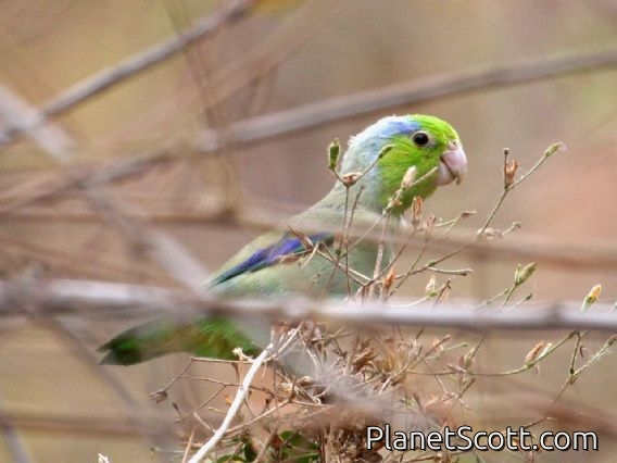 Pacific Parrotlet (Forpus coelestis)
