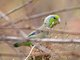Pacific Parrotlet (Forpus coelestis)