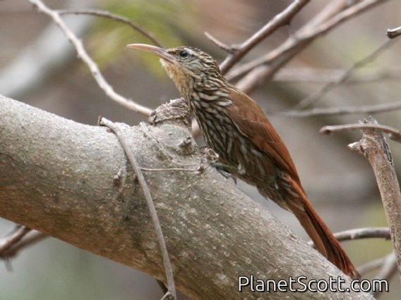 Streak-headed Woodcreeper (Lepidocolaptes souleyetii)