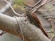 Streak-headed Woodcreeper (Lepidocolaptes souleyetii)