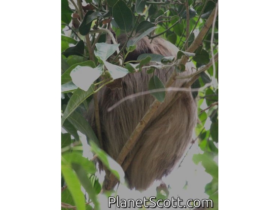 Hoffmann's two-toed sloth (Choloepus hoffmanni)