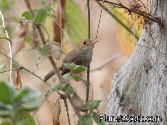 Tawny-crowned Pygmy-Tyrant (Euscarthmus meloryphus)