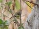 Tawny-crowned Pygmy-Tyrant (Euscarthmus meloryphus)