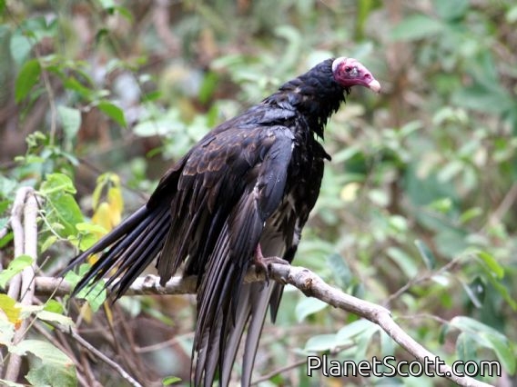 Turkey Vulture (Cathartes aura)