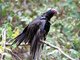 Turkey Vulture (Cathartes aura)