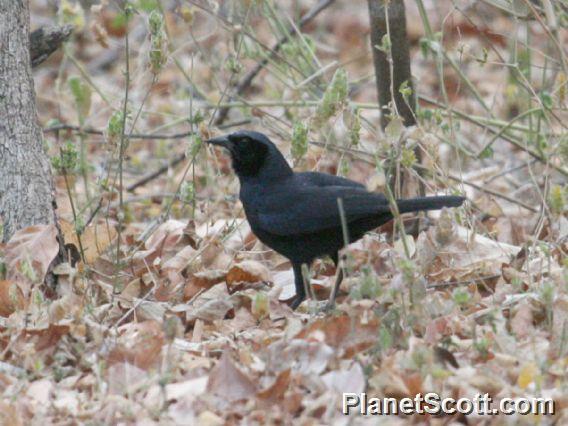 Scrub Blackbird (Dives warczewiczi)