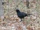 Scrub Blackbird (Dives warszewiczi)