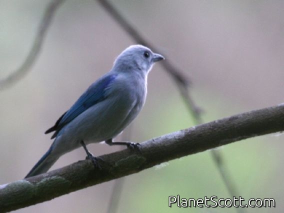 Blue-grey Tanager (Thraupis episcopus) ssp quaesita